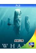 與鯨共舞 第一季(2024)(紀錄片)(1BD)(25G藍光)